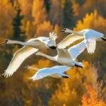 دانلود آهنگ یه فکری تو سرمه بزنم بت صدمه “هوش مصنوعی” از امیر تتلو